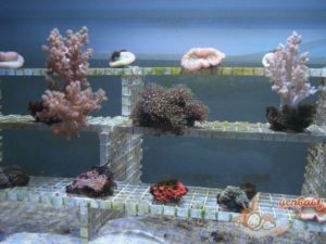 Xpark珊瑚潛行